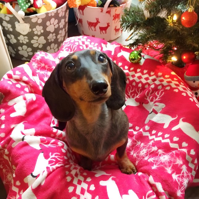 Pink Dachshund Fair Isle Christmas Blanket  (Pink wiener dog Christmas blanket featuring reindeer dachshunds. )