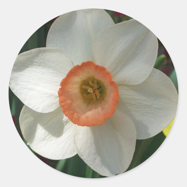 Pink Daffodil Spring Flower Classic Round Sticker (Front)