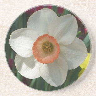 Pink Daffodil Spring Flower Coaster