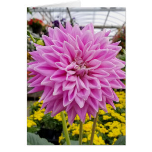 pink dahlia