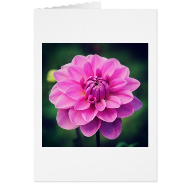 Pink Dahlia (Front)