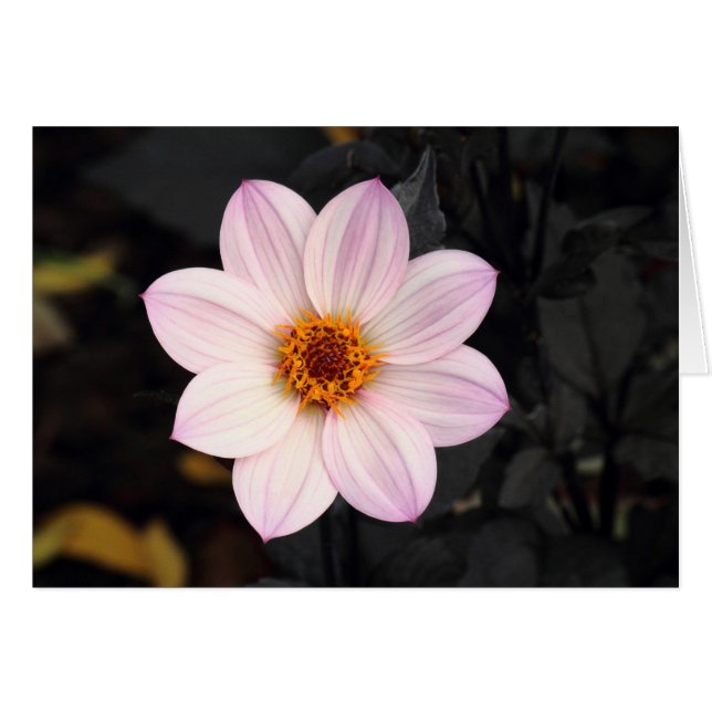 Pink Dahlia (Front Horizontal)