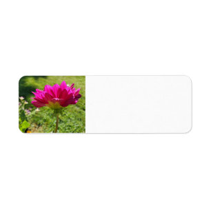 Pink Dahlia
