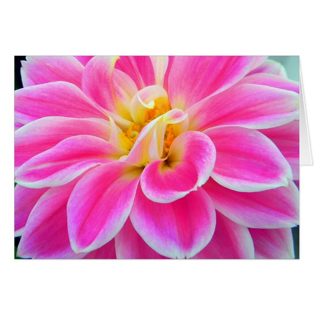 Pink Dahlia Card (Front Horizontal)