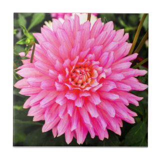 Pink Dahlia Ceramic Tile