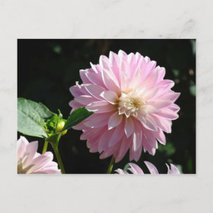 Pink Dahlia Flower post cards Summer Floral