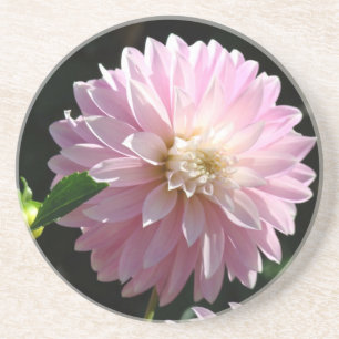 Pink Dahlia Flower Sandstone Drink coasters