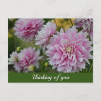 Pink Dahlia Flowers at RHS Garden Thinking of You