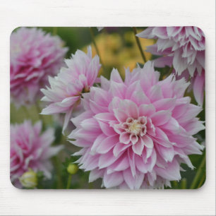 Pink Dahlia Flowers at RHS Garden Wisley Mouse Pad