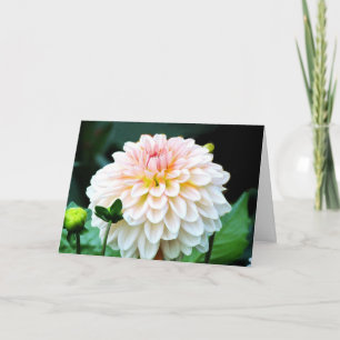 Pink Dahlia Greeting Card