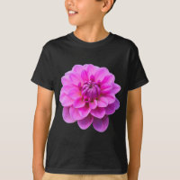 Pink Dahlia (Isolated)