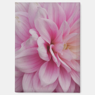 Pink Dahlia Magnet