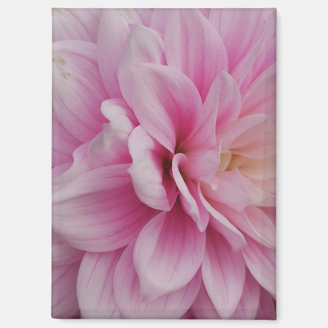 Pink Dahlia Magnet (Front)