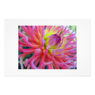 Pink Dahlia Photo Print
