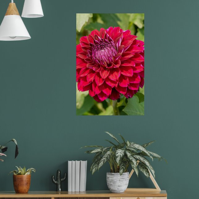 Pink Dahlia Photography, Canadian Flower Poster (Living Room 1)