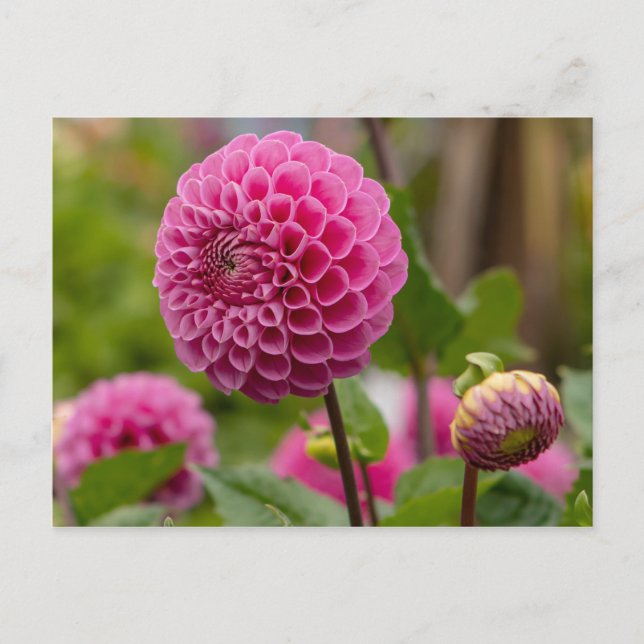 Pink Dahlia Postcard (Front)