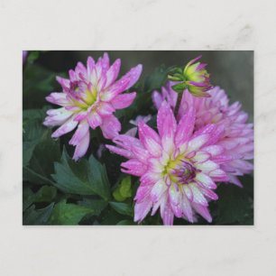 Pink Dahlia postcard