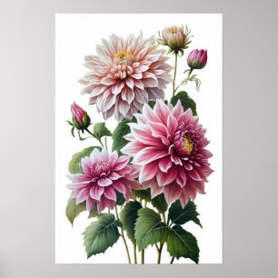 Pink Dahlias Flower Art Print Poster