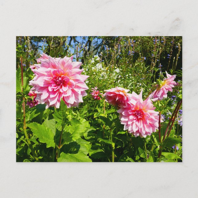 Pink Dahlias (Otto's Thrill) Postcard (Front)