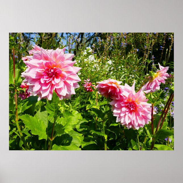 Pink Dahlias (Otto's Thrill) Poster (Front)