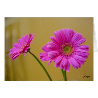 Pink Daisies