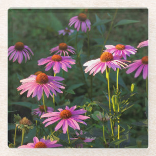 Pink Daisies glass coaster