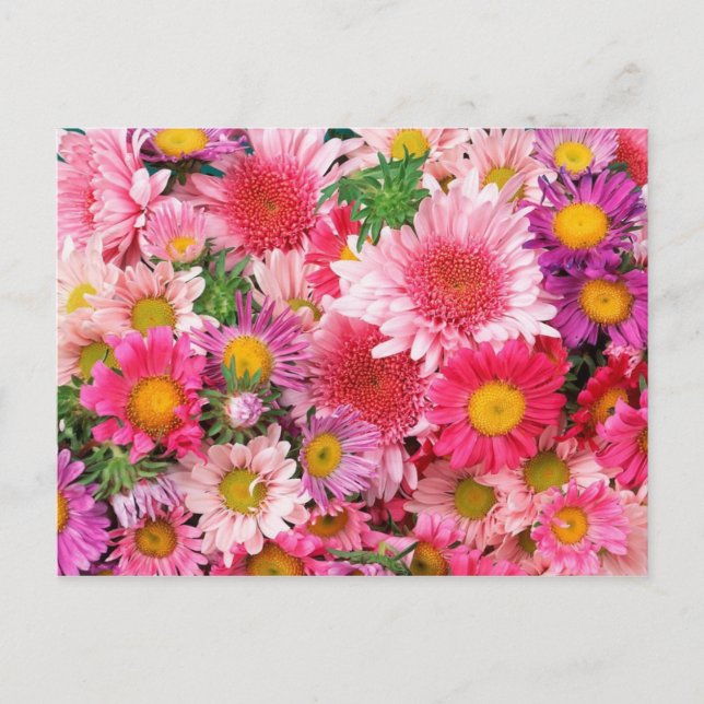 Pink Daisies Post Card (Front)