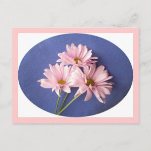 Pink Daisies Postcard