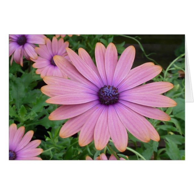 Pink Daisy (Front Horizontal)
