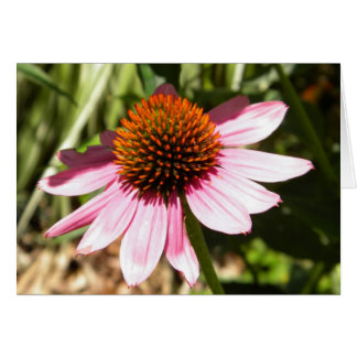 Pink Daisy