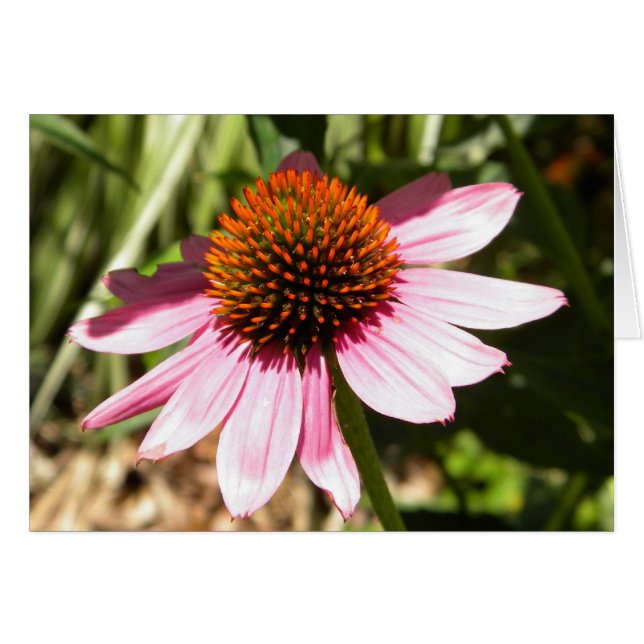 Pink Daisy (Front Horizontal)