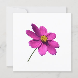 PINK DAISY, BLANK ALL OCCASION CARD