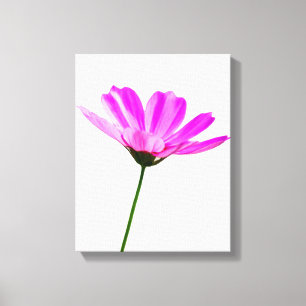 Pink Daisy   Canvas Print