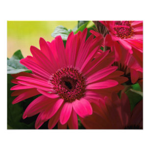 Pink Daisy Details Photo Print