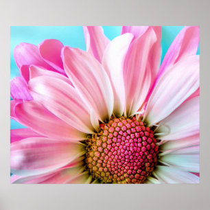 Pink Daisy Flower Bloom Poster