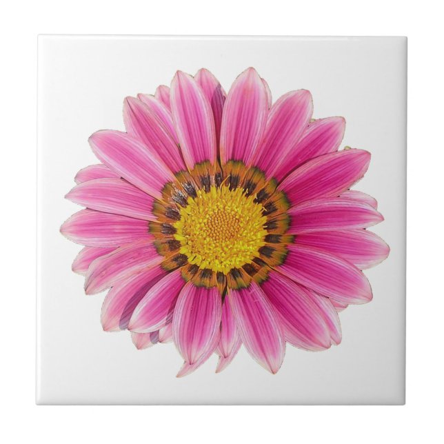 Pink Daisy Flower White Background Tile (Front)