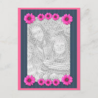 Pink Daisy Flowers Photo Postcard