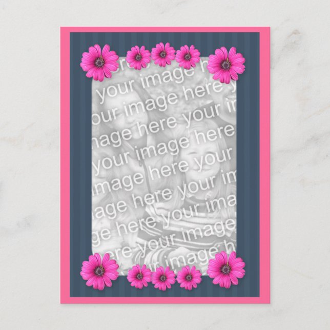 Pink Daisy Flowers Photo Postcard (Front)