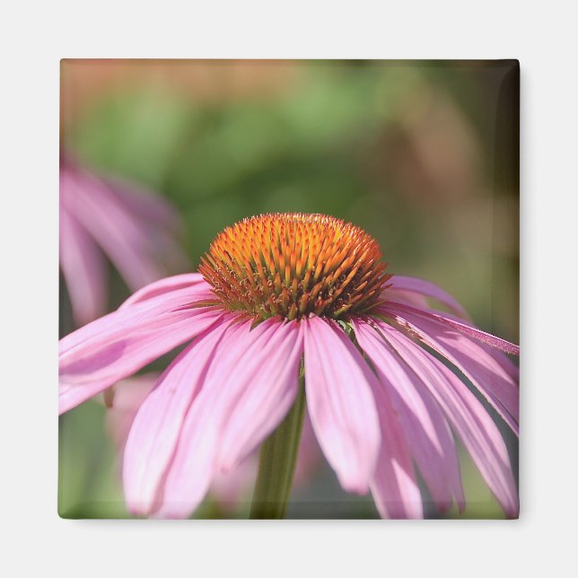 Pink Daisy Magnet (Front)