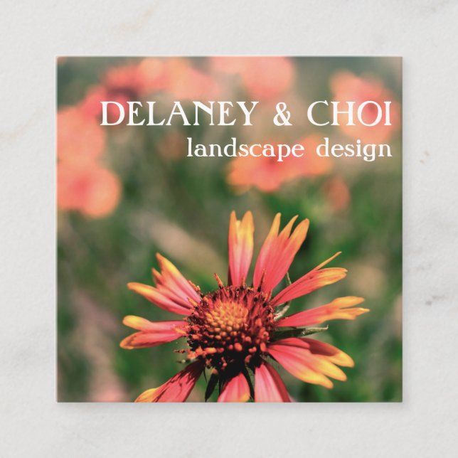 Pink Daisy Photo Landscaper Garden Wildflower Square Business Card (Front)