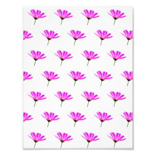 Pink Daisy Photo Print