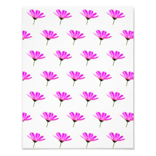 Pink Daisy  Photo Print
