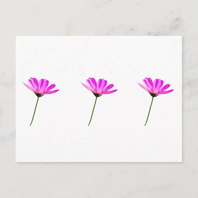 Pink Daisy   Postcard (Front)