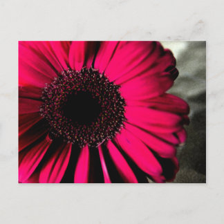 Pink Daisy Postcard