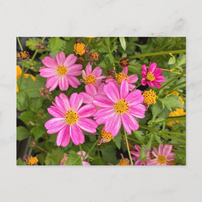 Pink daisy postcard ©️ Diane Heller, 2023 (Front)