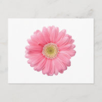PINK DAISY Single Flower White Background P36