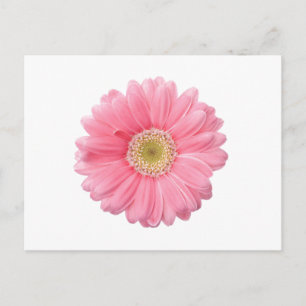 PINK DAISY Single Flower White Background P36 Postcard