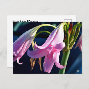 Pink Daylily Flowers Postcard