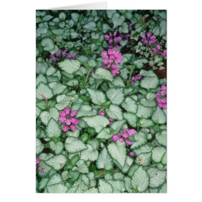 Pink Dead Nettle, (Lamium Maculatum) flowers (Front)