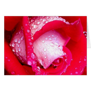 Pink Dew Kissed Rose